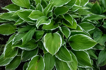 Hosta plant in the garden. Large green Hosta leaves. Hosta grows naturally in the regions of East Asia, China, Japan and the far East.