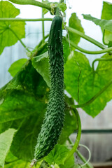 Seamless pattern with a pattern of pansies. Repeating pattern for decorative Wallpaper. Floral pattern on a white background when viewed from above. Wild pansies. Spring flowers. 