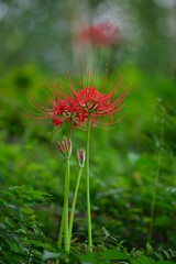 赤いヒガンバナ