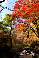 渓谷のカラフルな紅葉
