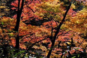 渓谷の紅葉
