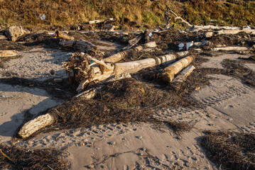 Plastic and wastes trash pollute the beach. Old trees and garbage washed ashore after the storm. Global problem of environmental pollution. Consequences of careless attitude to nature.