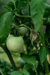 Green plants - leaves, branches, flowers, on a summer day. 