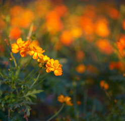 Tagetes flowers