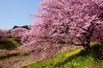 みなみの桜並木