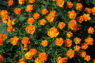 Siberian globeflower