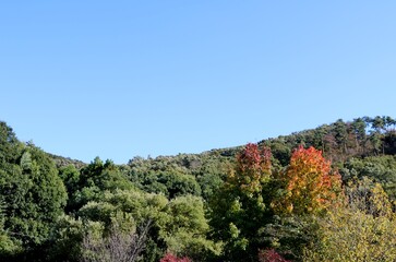 秋の山　風景　きれい
