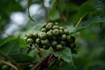 Green plants - leaves, branches, flowers, on a summer day. 