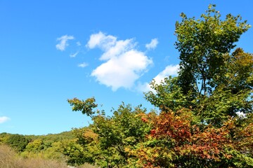 秋　紅葉　風景　彩