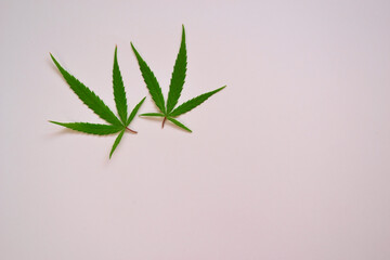 Two cannabis fresh leaves on white background.
