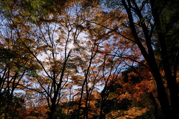 渓谷の赤い紅葉
