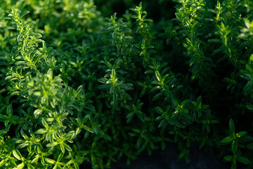 Green color block: plants and flowers, on a summer day. 