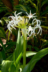 Obraz premium ハマユウ