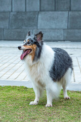 Happy dog standing at grass field 