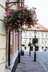 Fototapeta na wymiar Some beautiful flowers on a street in Ljubljana Old Town, Slovenia