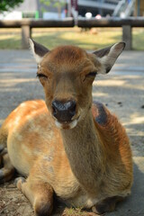 Fototapeta premium まったりする鹿