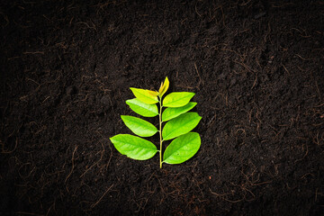 Top view of Green leaves on fresh black soil with mulch for gardening, black land, Concept of global pollution, World Soil Day and Environment conservation