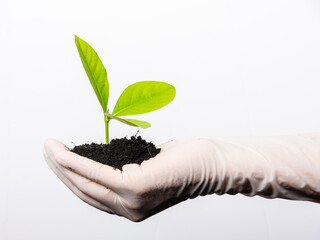 Hand of researcher woman wear rubber gloves holding young green plant with fertile black soil on palm to agriculture or planting isolated on white, Concept of save earth and hands ecology environment