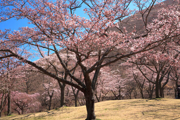 Obraz premium さくらの里