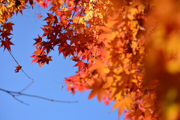 もみじと青空