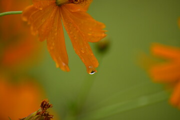 オレンジ色のコスモスから垂れる雫