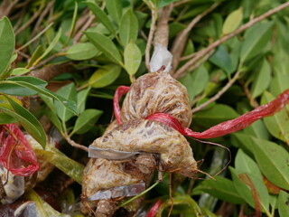 Close up of the roots of a young air layered Ficus annulata branches ready to be planted into the ground