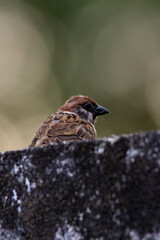 view of a House Sparrow (Passer domesticus)
