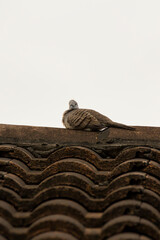 view of a zebra dove bird in nature