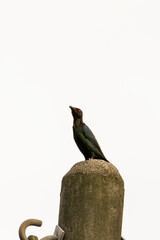 common starling bird in nature