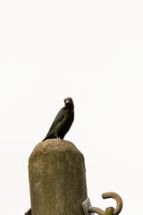 common starling bird in nature
