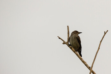 common starling bird in nature