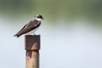 A Swallow Perches on the Top of a Rusty Pipe