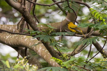 Black-naped oriole (Oriolus chinensis) perch on a branch