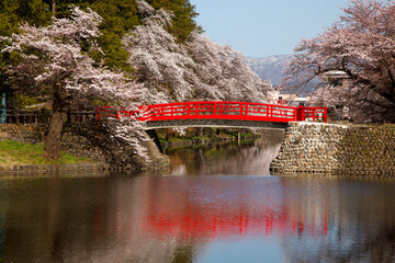 米沢城址の桜