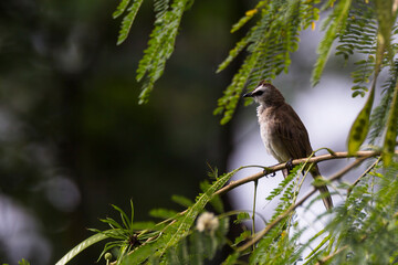 bulbul bird perched on a twig in nature