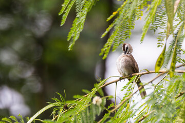 bulbul bird perched on a twig in nature
