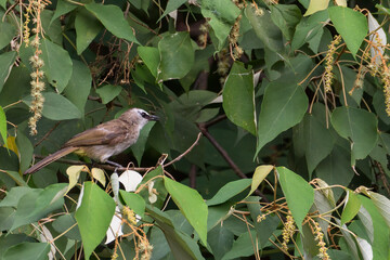 bulbul bird perched on a twig in nature