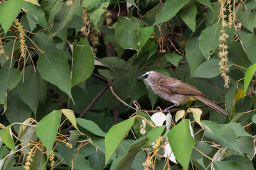 bulbul bird perched on a twig in nature