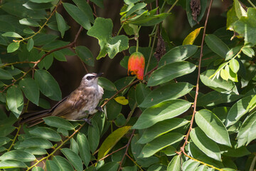 Fototapeta premium bulbul bird perched on a twig in nature