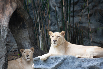 A large female white lion lounging on a rock.