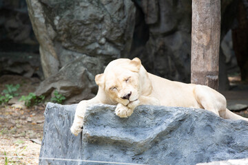 A large female white lion lounging on a rock.