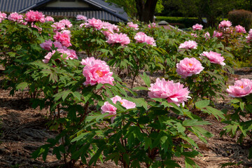 東松山ぼたん園