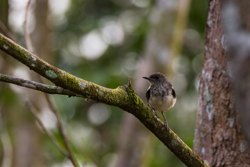 oriental magpie-robin perch on the branch