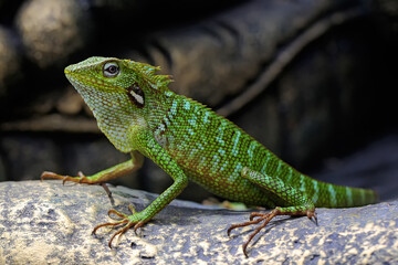 A green crested lizard (Bronchocela jubata) is sunbathing before starting his daily activities. - Powered by Adobe