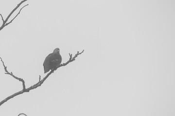 dove bird in fog environment