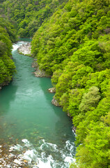 新緑の阿賀川