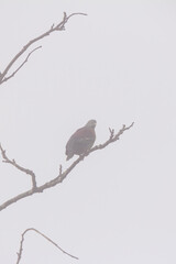 dove bird in fog environment