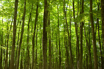 Obraz premium 新緑の美人林