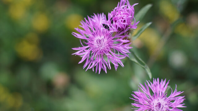 Closeup shot of distaff thistles on blurred background