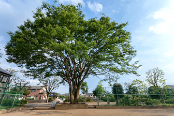 Fototapeta premium 回田けやき公園（東京都小平市回田町）
